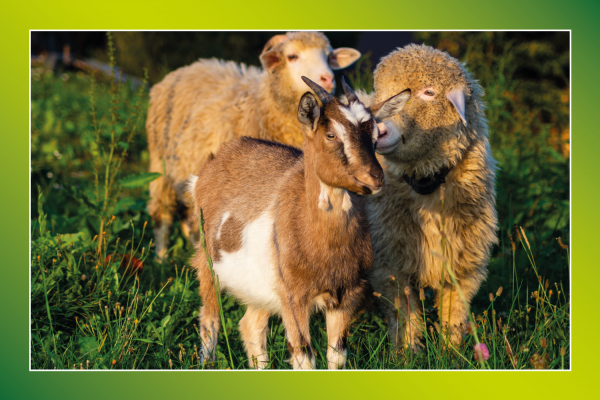 Mangimi fioccati per OVINI e CAPRINI